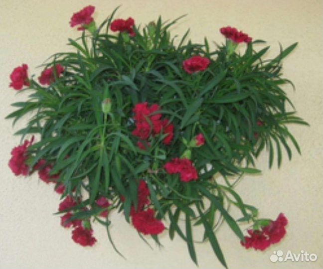 Гвоздика ампельная