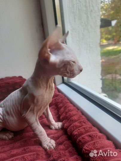 Донской сфинкс котята