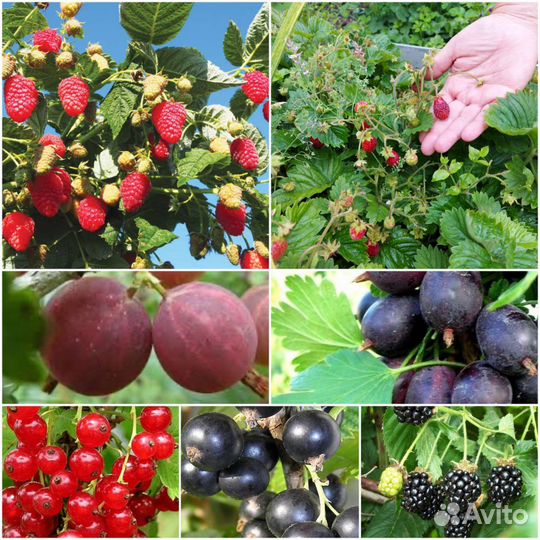 Саженцы смородина, ежевика, крыжовник, малина