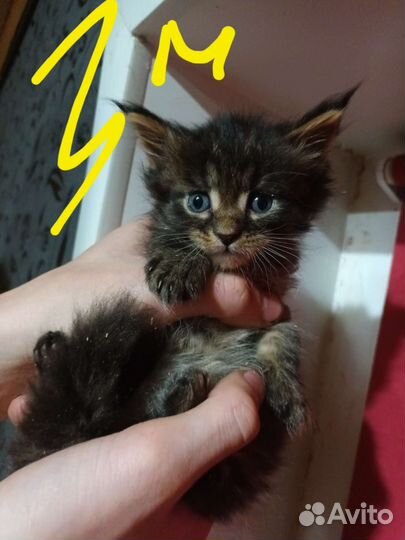 Котята мейн-кун