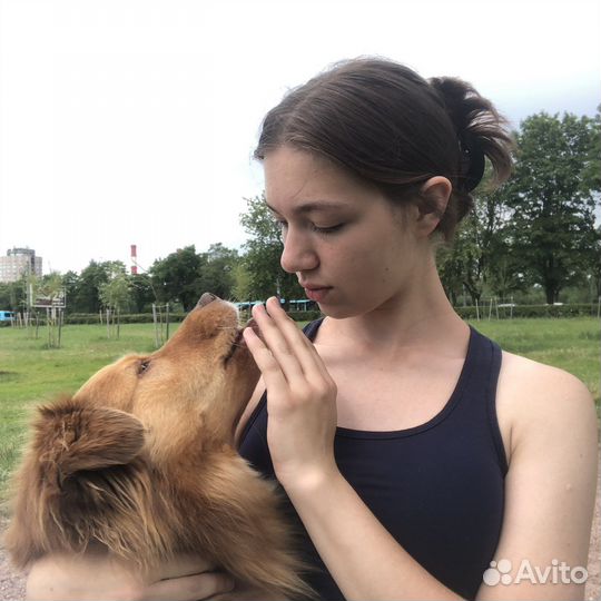 Выгул собак, догняня