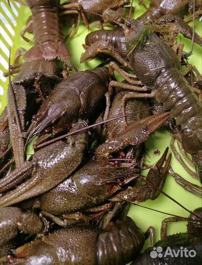 Живые и вареные раки с доставкой