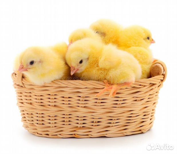 Продам цыплят