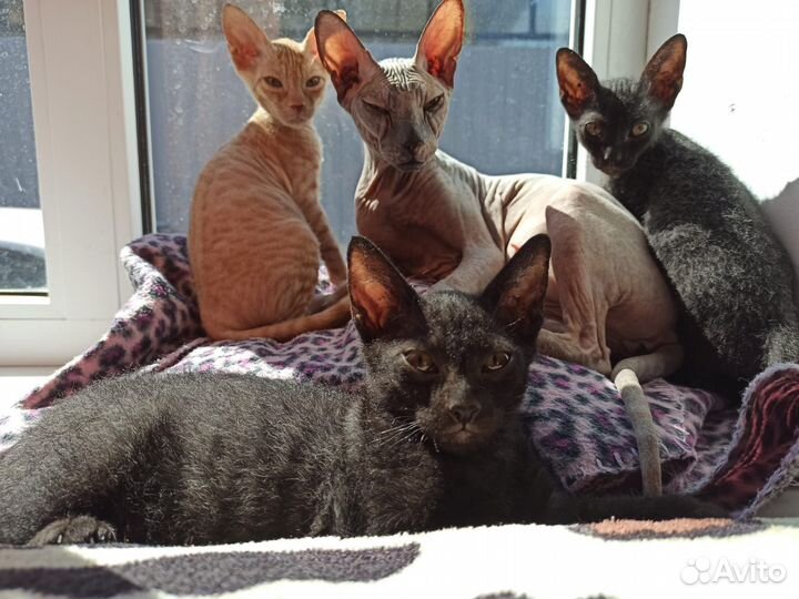 Донской сфинкс котята