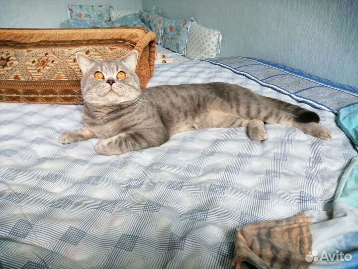 Британский кот вязка