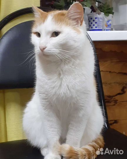 Кошка в дар