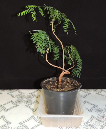 Леуцена (бонсай), другие комнатные растения