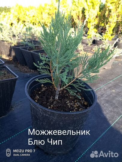 Хвойные растения