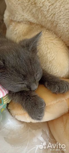 Кошка в дар бесплатно
