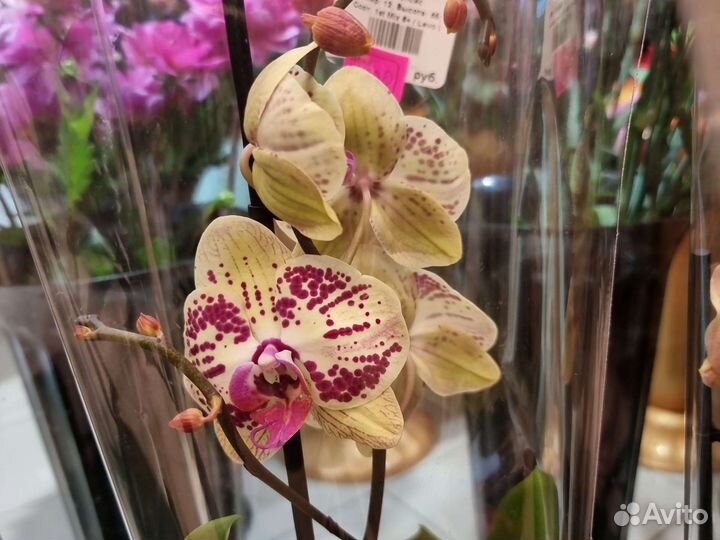 Орхидея фаленопсис