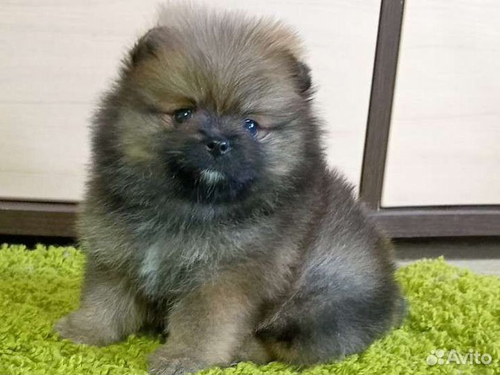 Померанский шпиц