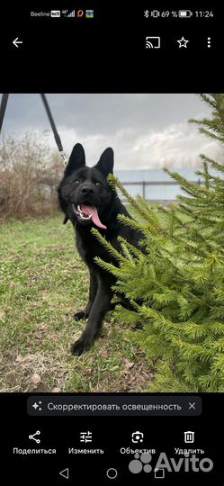 Вязка кобеля