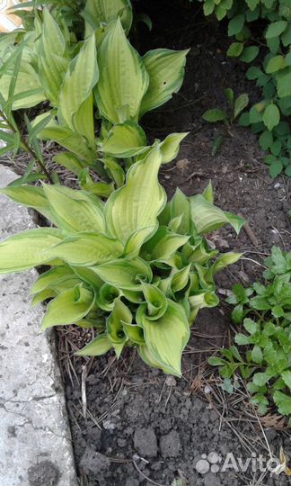 Садовые растения