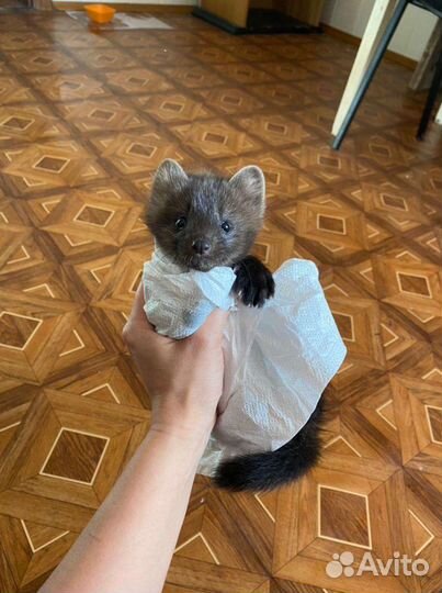 Соболя баргузинский домашние и хори