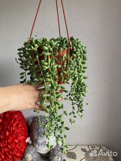 Суккуленты