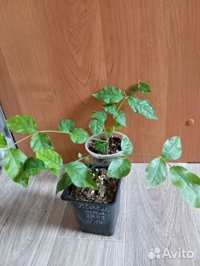 Комнатные цветы