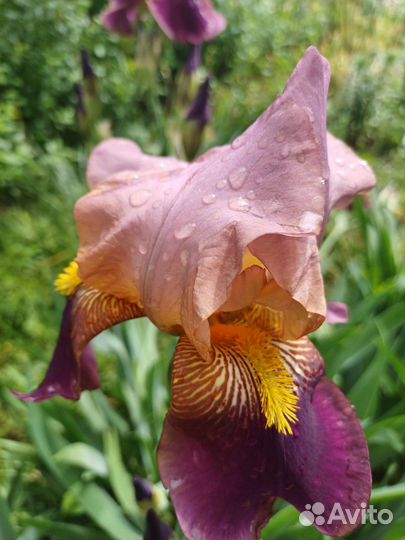 Ирисы бородатые