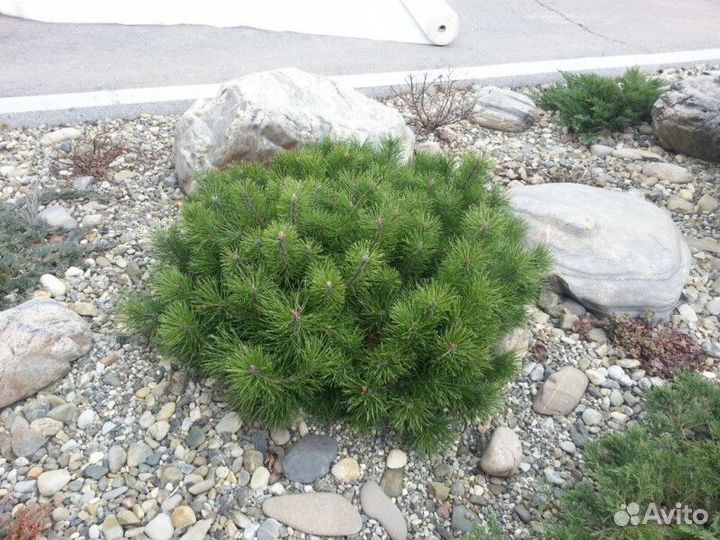 Сосна горная Высота от 20см