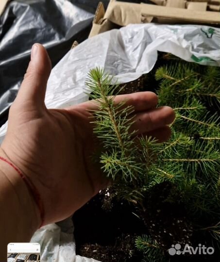 Сеянцы сосны обыкновенной зкс от производителя