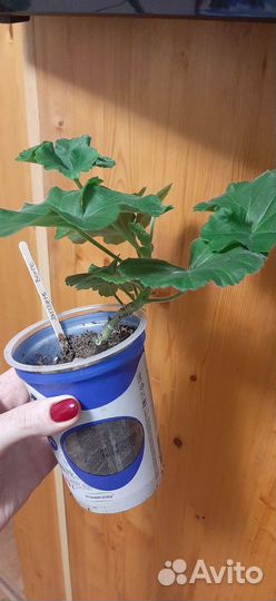 Пеларгония герань Jagershuse Borre