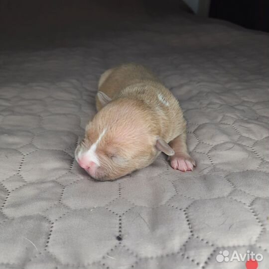 Щенки американского булли