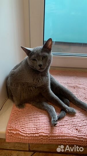 Вязка кошки,русская голубая