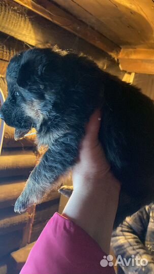 Немецкая овчарка