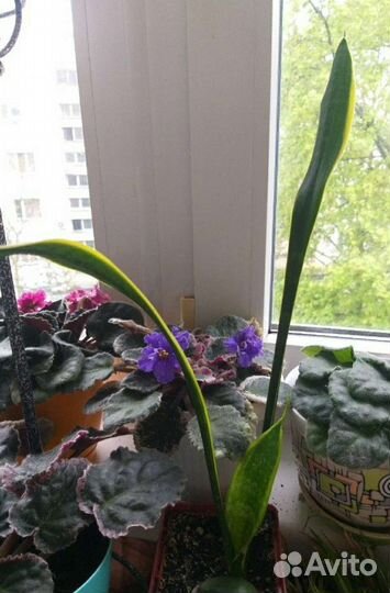 Сансевиерия Футура Суперба