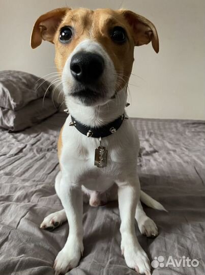 Вязка/случка кобель джек рассел