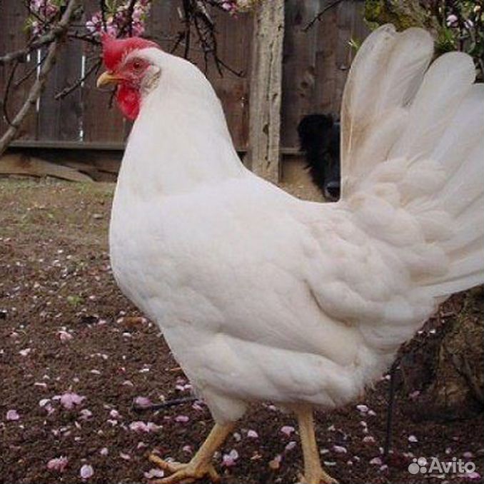 Породы белых кур несушек с фотографиями
