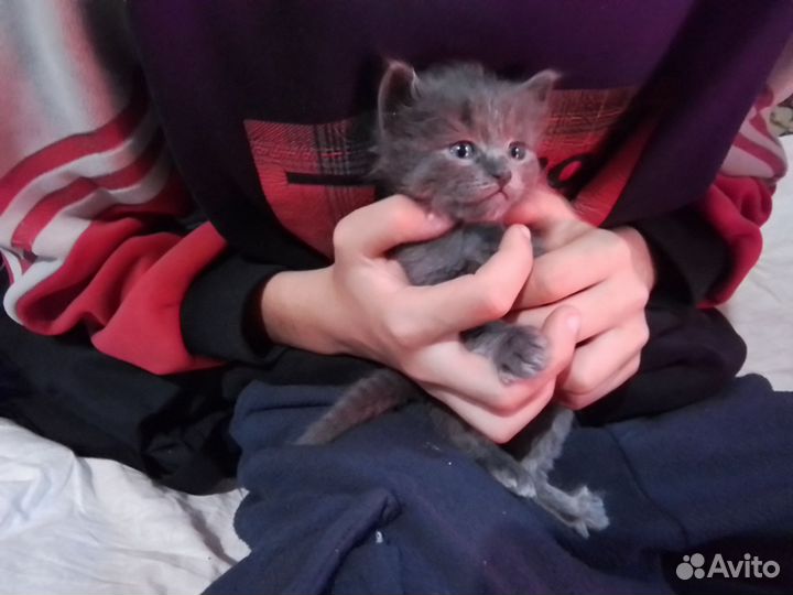 Катята в добрые руки