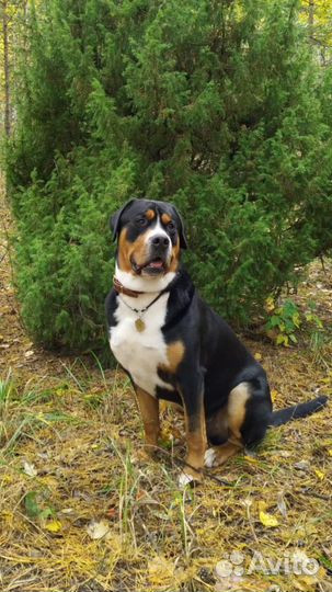 Кобель для вязки