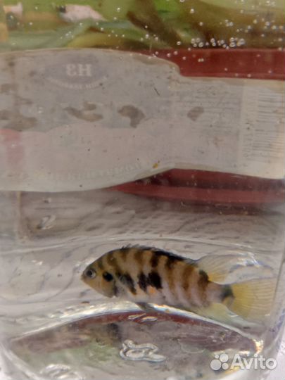 Аквариумные рыбки
