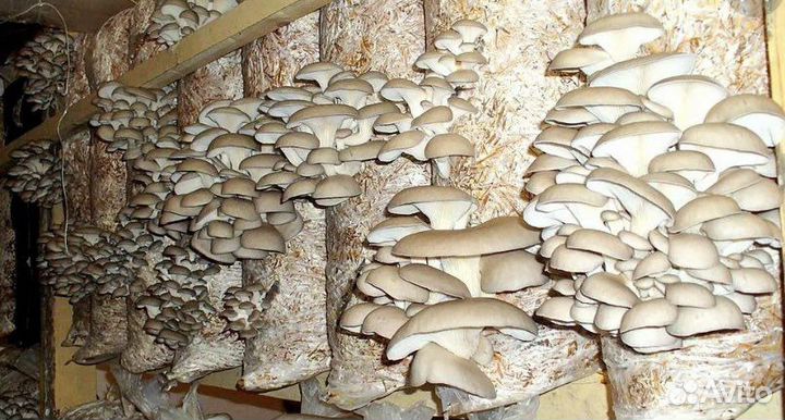 Грибные блоки