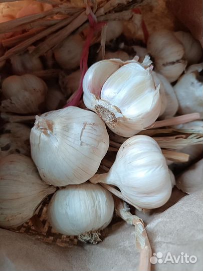 Яровой чеснок (головка)