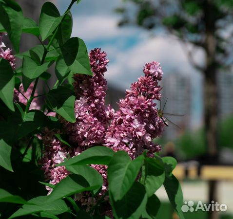 ИНСТЕП.МЕХАНИЗАТОРОВ