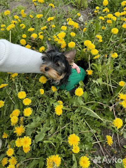 Щенки йорка