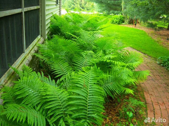 Папоротник страусник (саженцы)