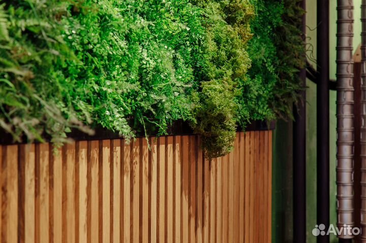 Вертикальное озеленение. Фитостена