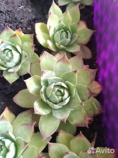 Суккулент (каменная роза)