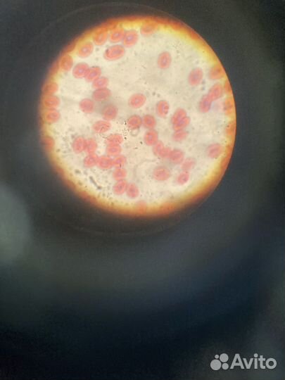 Репетитор по биологии онлайн
