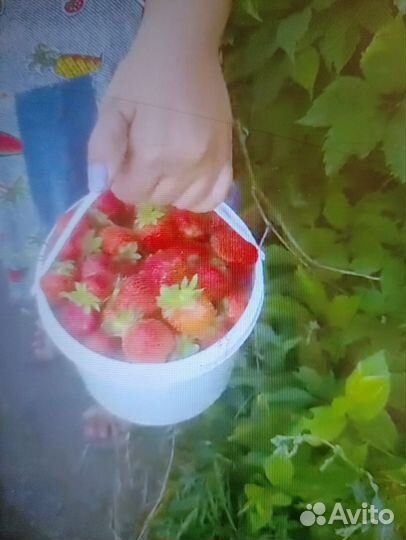 Рассада клубники альбион