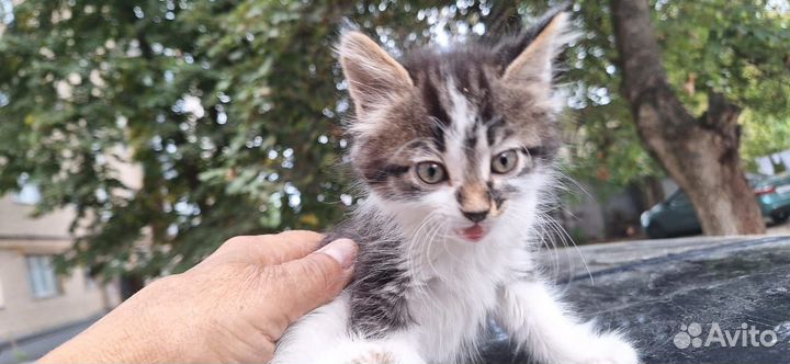 Котик бесплатно