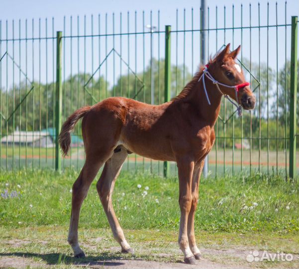 Лошадь. 0.5 тракененский жеребчик