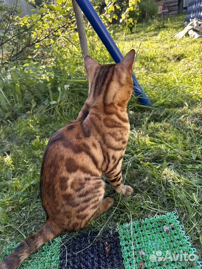 Бенгальский кот