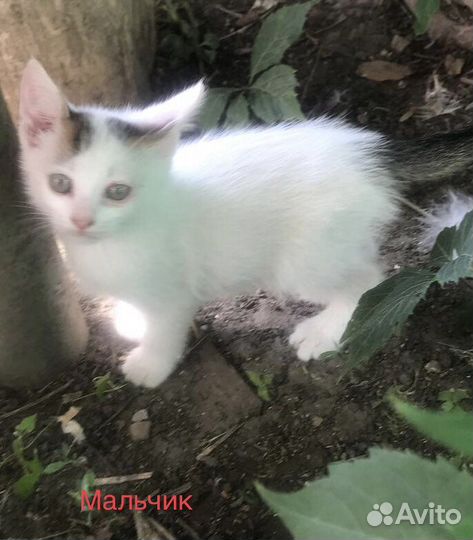 Котята в добрые руки