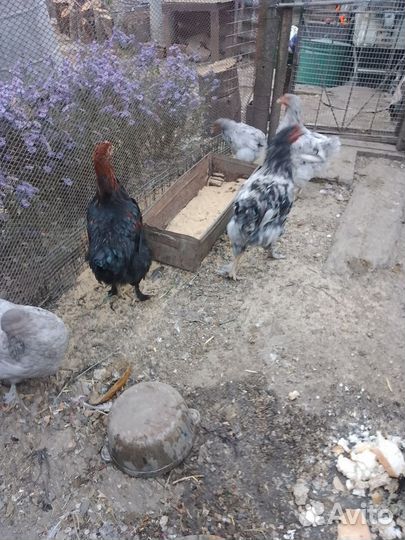 Петухи домашние,молодые