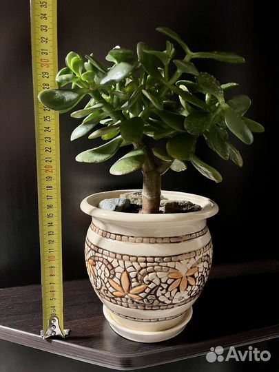 Толстянка, крассула, денежное дерево