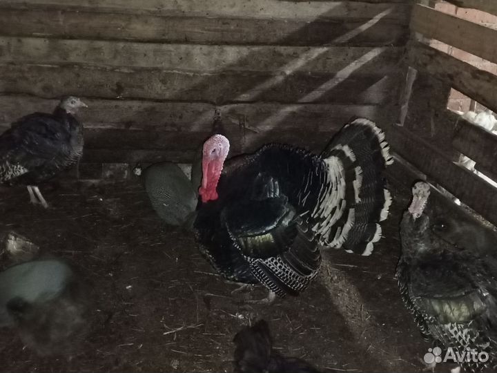 Индюки, куры несущие и петухи