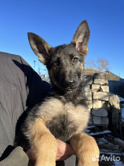 Щенки немецкой овчарки